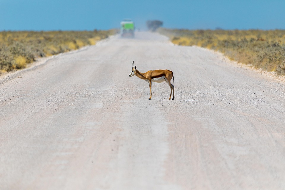 From Desert Dunes to Starry Skies: Exploring Namibia’s Captivating Landscapes