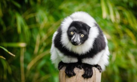 Madagascar’s Best Hidden Treasures: Travel Tips for the Curious Explorer