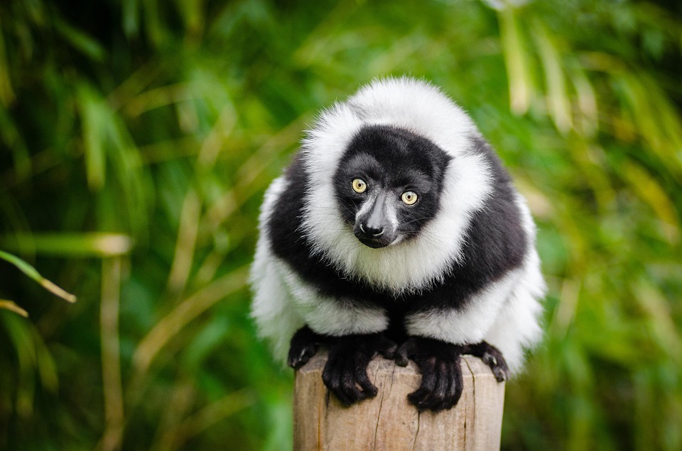 Madagascar’s Best Hidden Treasures: Travel Tips for the Curious Explorer
