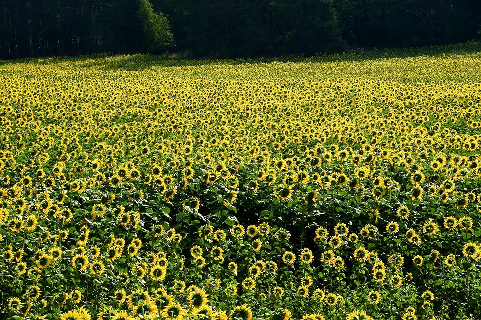 Poland’s Enchanting Cities and Untouched Landscapes: A Traveler’s Dream