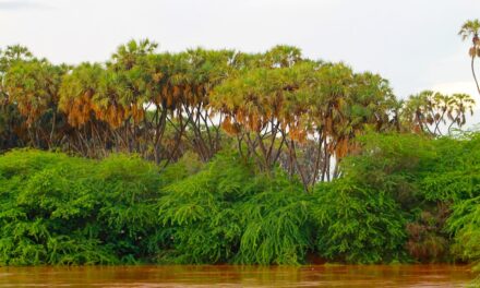 Ultimate Somalia Travel Itinerary: Top Destinations and Insider Tips for Your Adventure