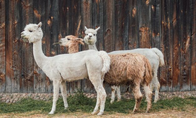 Your Essential Guide to Peru: Mystical Ruins, Natural Wonders, and More
