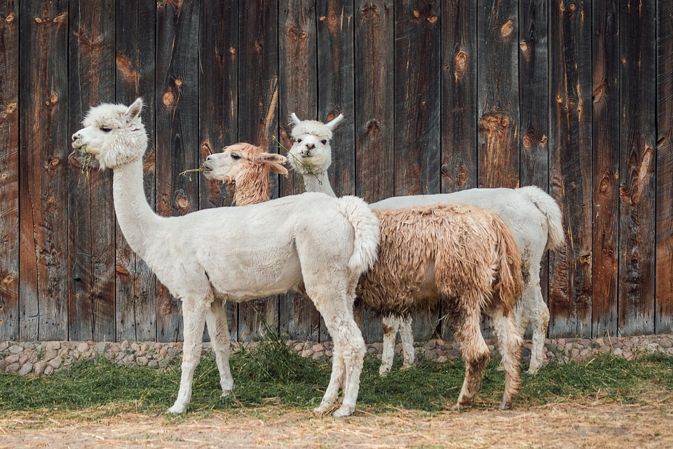 Your Essential Guide to Peru: Mystical Ruins, Natural Wonders, and More