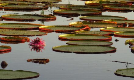 A Traveler’s Guide to Guyana: Remarkable Destinations and Insider Tips