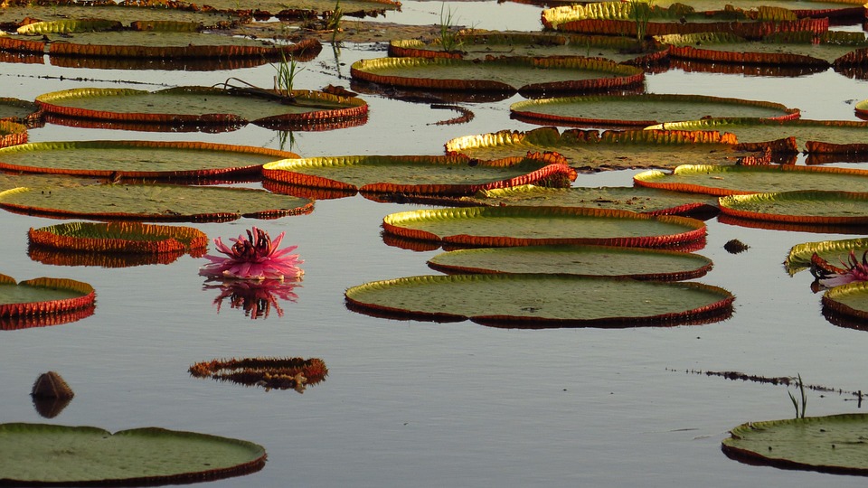 A Traveler’s Guide to Guyana: Remarkable Destinations and Insider Tips