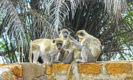 A Traveler’s Paradise: Exploring Gambia’s Natural Beauty and Local Culture
