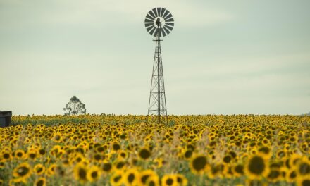 Australia Uncovered: Unique Destinations and Local Experiences Worth Exploring