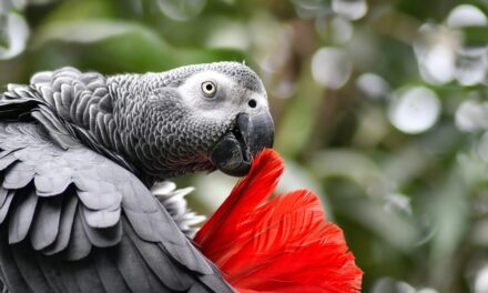 Discover Gabon: A Paradise of Wildlife, Culture, and Sustainable Travel