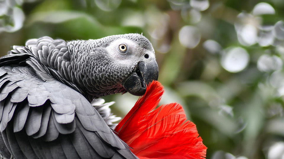 Discover Gabon: A Paradise of Wildlife, Culture, and Sustainable Travel