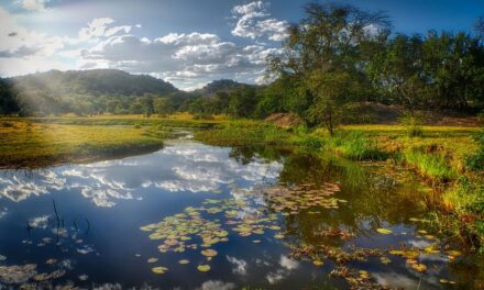 From Wildlife to Waterfalls: The Ultimate Guide to Traveling Zimbabwe