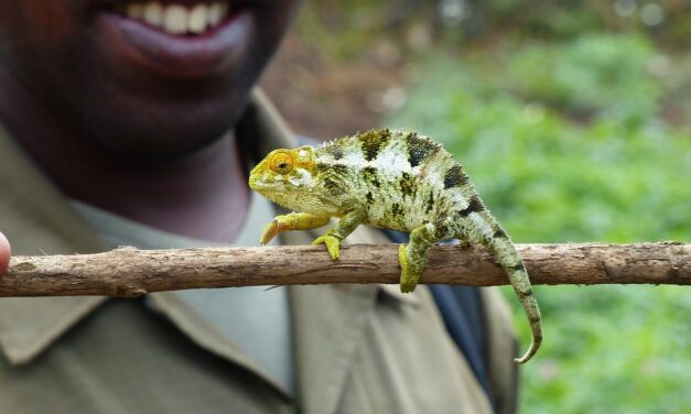 Gorillas, Lakes, and Beyond: Why Rwanda Is a Dream Destination for Nature Lovers