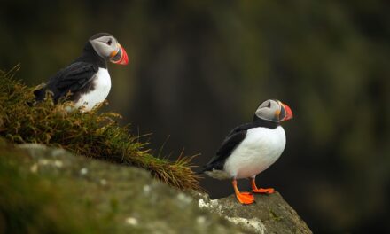 Iceland Beyond the Blue Lagoon: Unique Experiences for Every Traveler