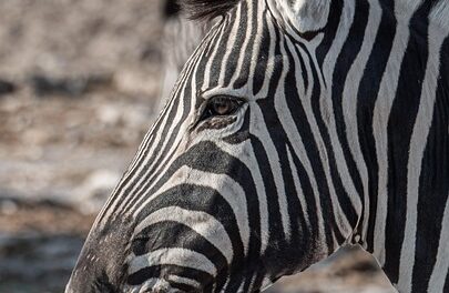 Namibia Like a Local: Explore Unique Experiences and Untouched Treasures