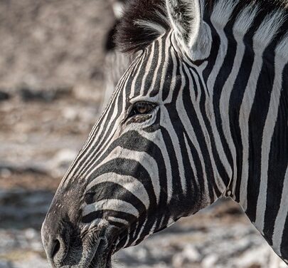 Namibia Like a Local: Explore Unique Experiences and Untouched Treasures