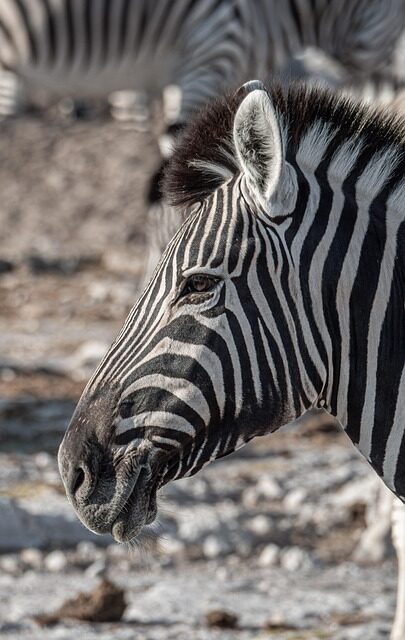 Namibia Like a Local: Explore Unique Experiences and Untouched Treasures