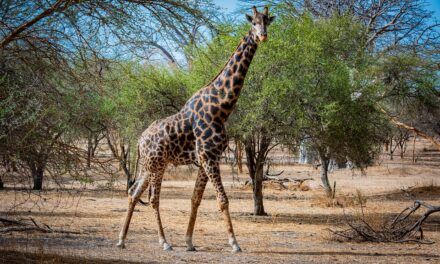 Senegal Beyond Dakar: Discovering Lesser-Known Treasures and Travel Tips