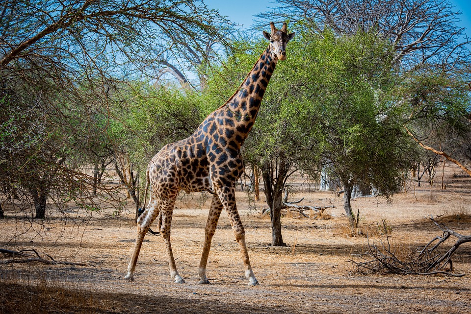 Senegal Beyond Dakar: Discovering Lesser-Known Treasures and Travel Tips