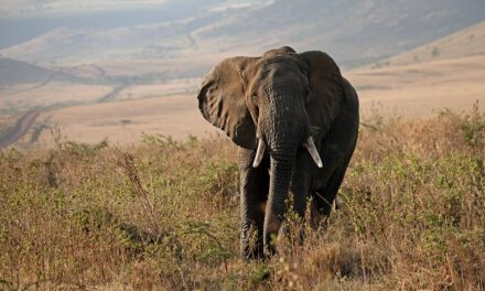 Why Tanzania Should Be on Your Bucket List: A Traveler’s Dream Destination