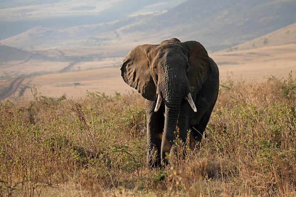 Why Tanzania Should Be on Your Bucket List: A Traveler’s Dream Destination