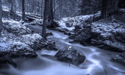 Experience the Real Sweden: Local Experiences Every Adventurer Should Try