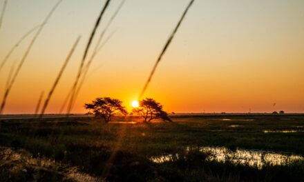 From Waterfalls to Wildlife: The Most Intriguing Things to Do in Zambia