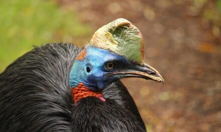 The Ultimate Guide to Papua New Guinea’s Remote Islands, Rainforests, and Rich Culture