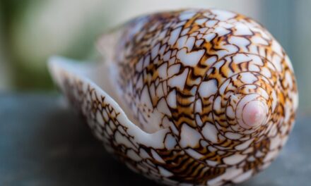 Top Reasons to Visit Seychelles: Nature, Adventure, and Ultimate Relaxation