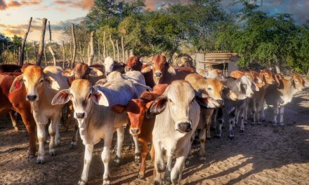 Zimbabwe Travel Inspiration: Hidden Gems, Natural Wonders, and Insider Tips