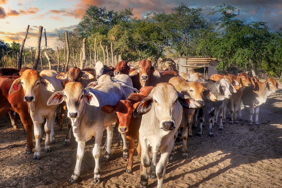 Zimbabwe Travel Inspiration: Hidden Gems, Natural Wonders, and Insider Tips