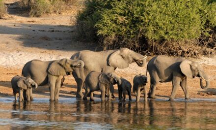 Botswana Safari Adventures: Where Wildlife Meets Raw, Untouched Nature
