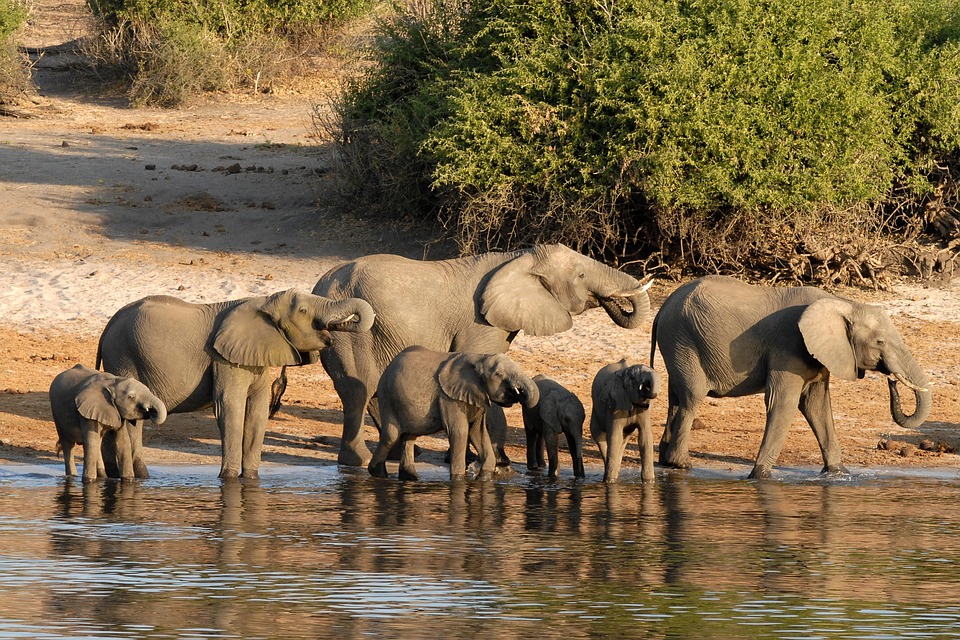 Botswana Safari Adventures: Where Wildlife Meets Raw, Untouched Nature