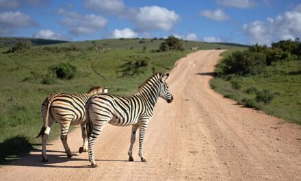 Cultural Adventures in South Africa: Meet the Rainbow Nation
