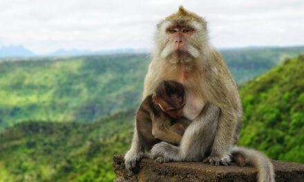 Discover the Untamed Beauty of Mauritius: Adventures Beyond the Shoreline