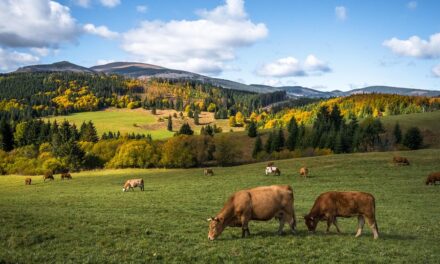 What Makes Slovakia Unique? Iconic Attractions, Hidden Gems, and Travel Tips