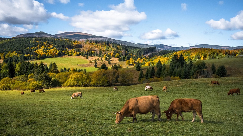 What Makes Slovakia Unique? Iconic Attractions, Hidden Gems, and Travel Tips