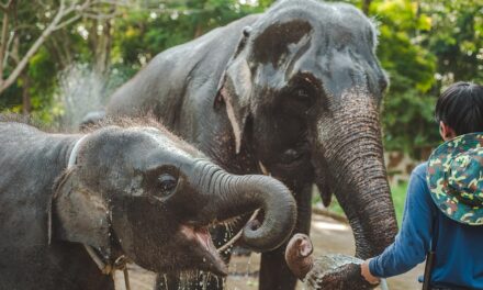 A Food Lover’s Guide to Thailand: Where to Eat for the Best Local Flavors