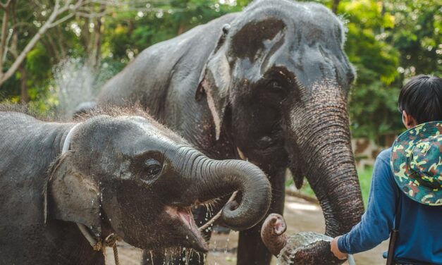 A Food Lover’s Guide to Thailand: Where to Eat for the Best Local Flavors