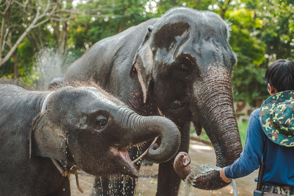 A Food Lover’s Guide to Thailand: Where to Eat for the Best Local Flavors