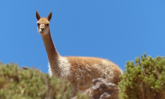Bolivia Beyond the Salar: Unique Experiences for the Adventurous Traveler