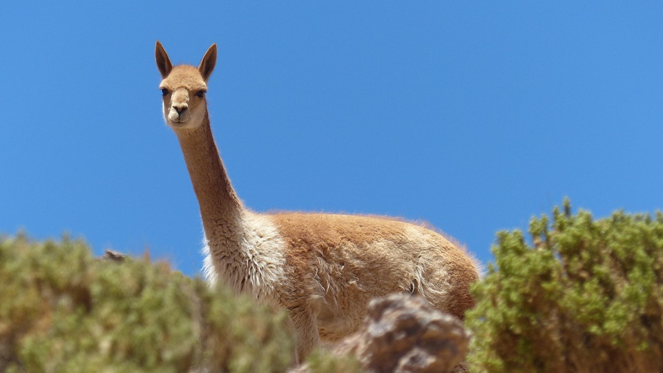 Bolivia Beyond the Salar: Unique Experiences for the Adventurous Traveler