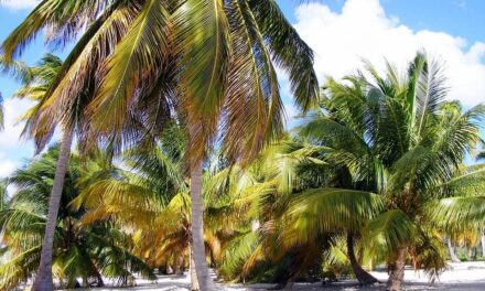Discover Dominica: Dive Into the Nature Island’s Hidden Beauty Spots