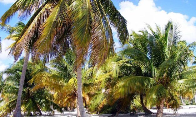 Discover Dominica: Dive Into the Nature Island’s Hidden Beauty Spots