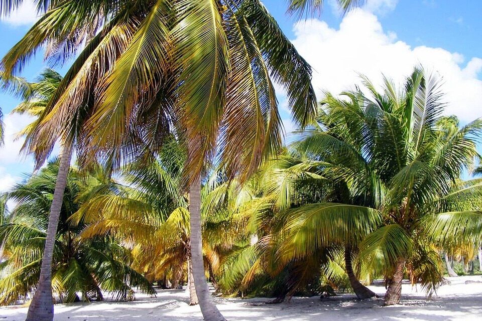 Discover Dominica: Dive Into the Nature Island’s Hidden Beauty Spots