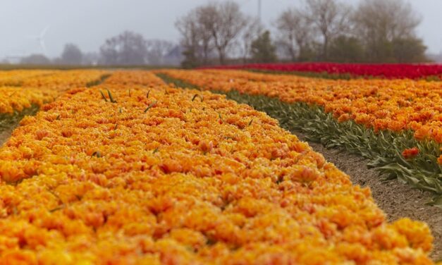 Discover the Magic of the Netherlands: Scenic Landscapes and Timeless Travel Experiences