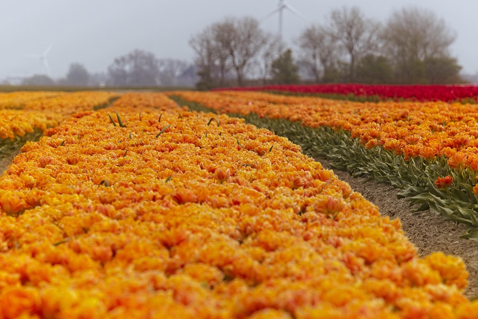 Discover the Magic of the Netherlands: Scenic Landscapes and Timeless Travel Experiences