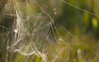 Eco-Friendly Hosting for Travel Blogs: Sustainable Choices for 2025