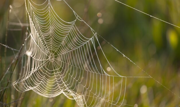 Eco-Friendly Hosting for Travel Blogs: Sustainable Choices for 2025