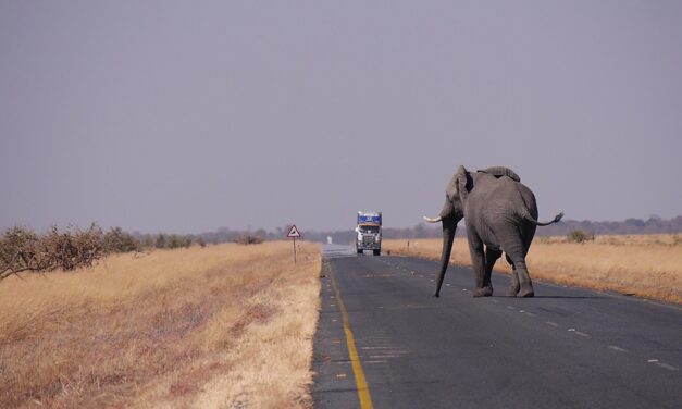 Exploring Botswana Like a Local: Insider Tips for Authentic Travel Experiences