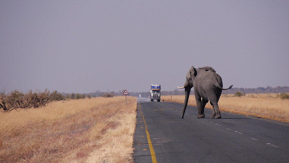 Exploring Botswana Like a Local: Insider Tips for Authentic Travel Experiences