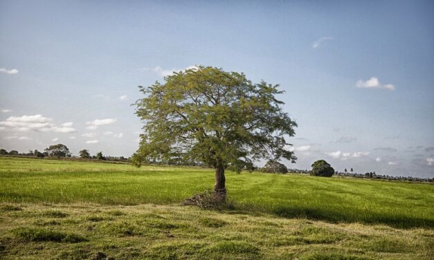 The Ultimate Guyana Travel Guide: Hidden Treasures, Local Insights, and Unforgettable Adventures
